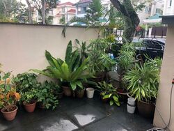 Woodgrove Avenue (D25), Terrace #481415011
